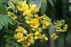 Senna spectabilis